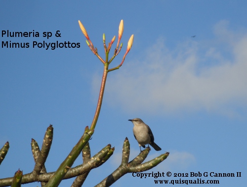 Frangipani
                  buds and mockingbird