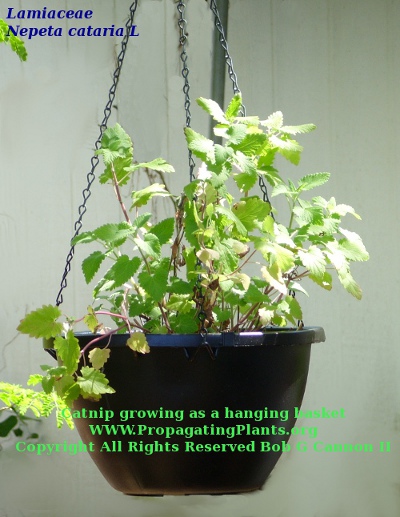 Catnip in a
                  hanging basket